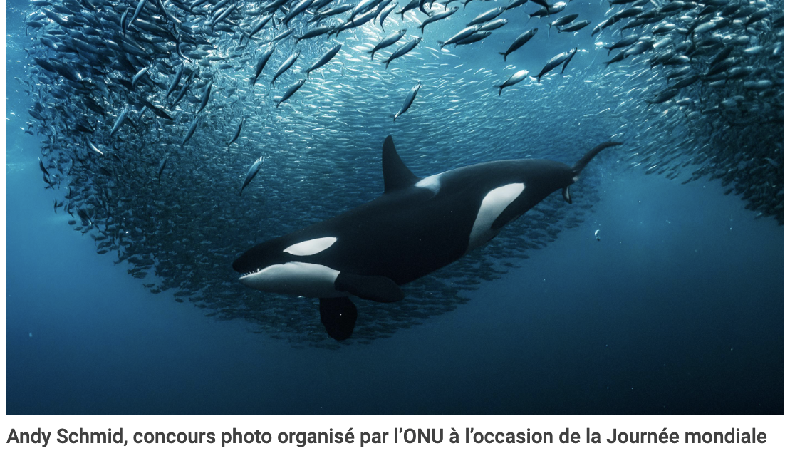 Le grand jour pour la sauvegarde de l&rsquo;Océan