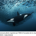 Le grand jour pour la sauvegarde de l&rsquo;Océan