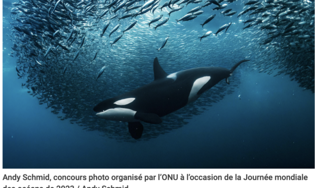 Le grand jour pour la sauvegarde de l&rsquo;Océan