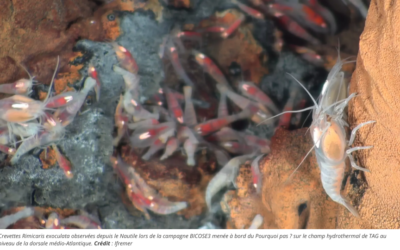 Révélations sur l&rsquo;adaptation de la vie dans les environnements les plus extrêmes des grands fonds