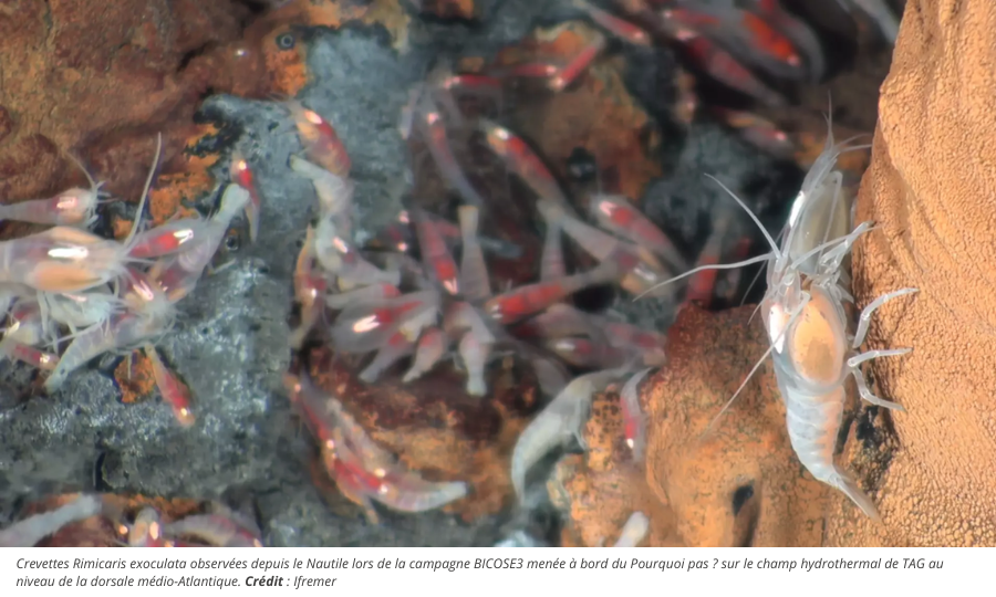 Révélations sur l&rsquo;adaptation de la vie dans les environnements les plus extrêmes des grands fonds