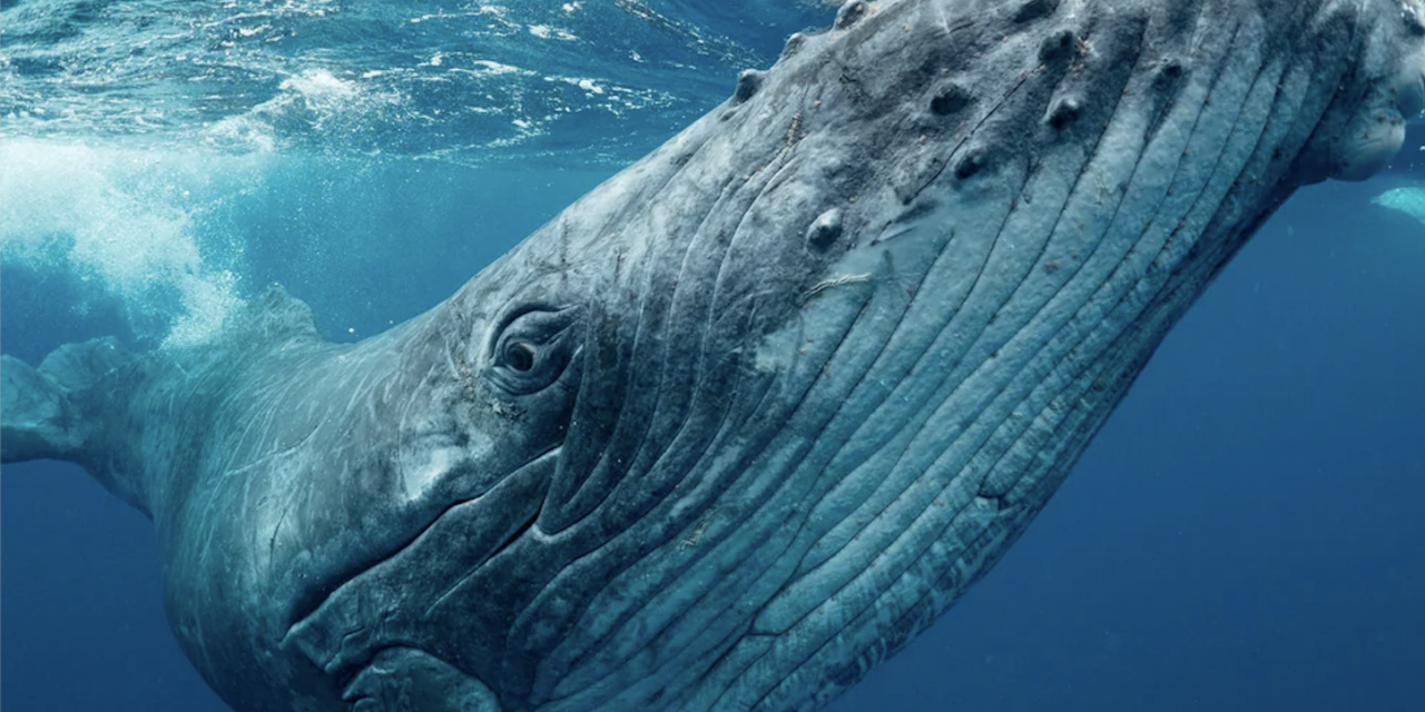 Emouvant : entendu sur le site de la Cité de la mer, l&rsquo;enregistrement d&rsquo;un chant de baleine de 1949