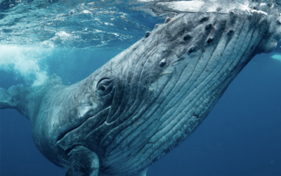 Emouvant : entendu sur le site de la Cité de la mer, l&rsquo;enregistrement d&rsquo;un chant de baleine de 1949