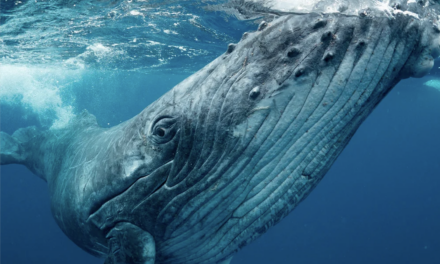 Emouvant : entendu sur le site de la Cité de la mer, l&rsquo;enregistrement d&rsquo;un chant de baleine de 1949