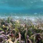 L&rsquo;UBO lance une chaire consacrée aux herbiers marins