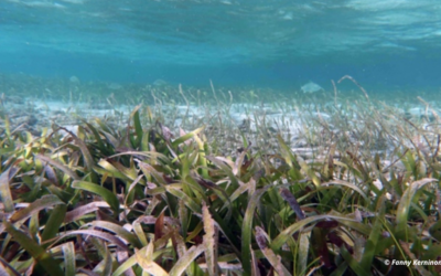 L’UBO lance une chaire consacrée aux herbiers marins