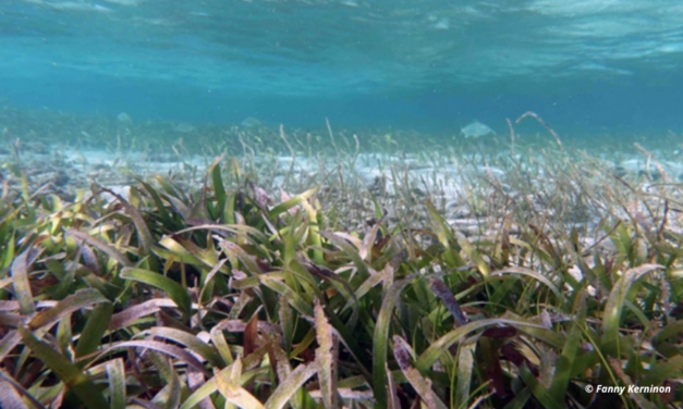 L&rsquo;UBO lance une chaire consacrée aux herbiers marins