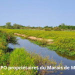 WWF France et LPO ont acquis avec le soutien de l&rsquo;Etat une partie importante des marais de Mazerolles