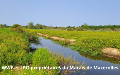 WWF France et LPO ont acquis avec le soutien de l’Etat une partie importante des marais de Mazerolles