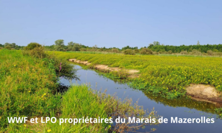 WWF France et LPO ont acquis avec le soutien de l&rsquo;Etat une partie importante des marais de Mazerolles
