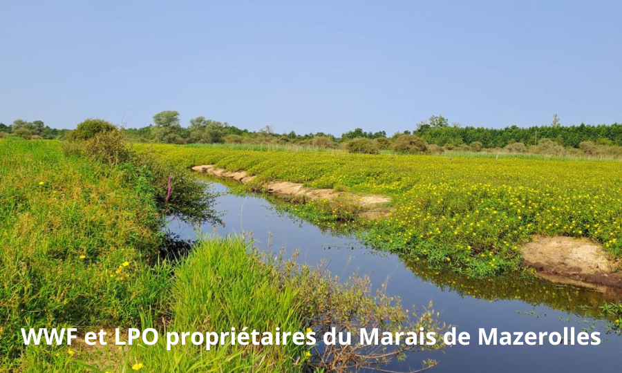 WWF France et LPO ont acquis avec le soutien de l&rsquo;Etat une partie importante des marais de Mazerolles