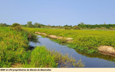 WWF France et LPO ont acquis avec le soutien de l&rsquo;Etat une partie importante des marais de Mazerolles