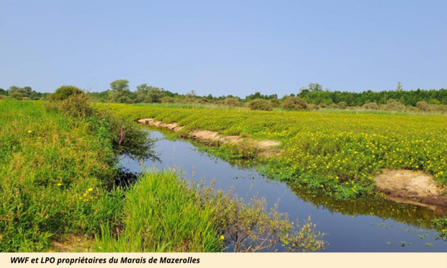 WWF France et LPO ont acquis avec le soutien de l&rsquo;Etat une partie importante des marais de Mazerolles