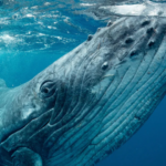 Emouvant : entendu sur le site de la Cité de la mer, l&rsquo;enregistrement d&rsquo;un chant de baleine de 1949