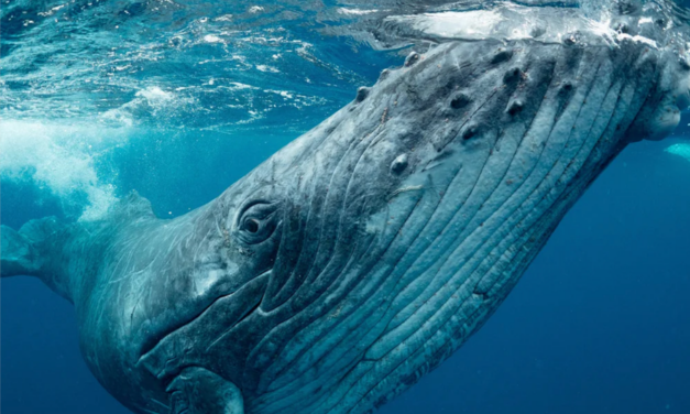 Emouvant : entendu sur le site de la Cité de la mer, l&rsquo;enregistrement d&rsquo;un chant de baleine de 1949