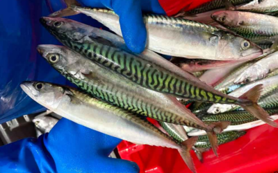 Maquereau : vers une gestion collective