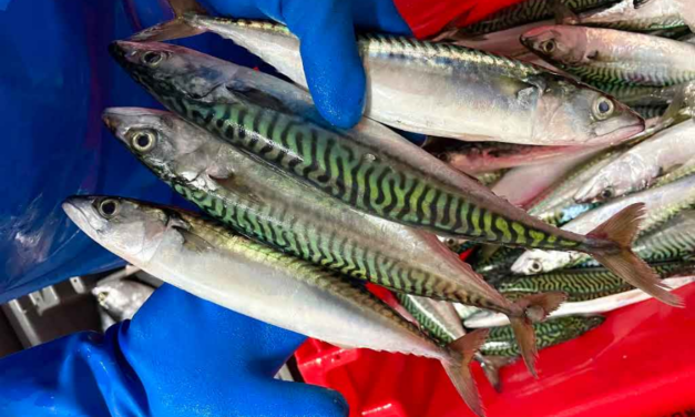 Maquereau : vers une gestion collective