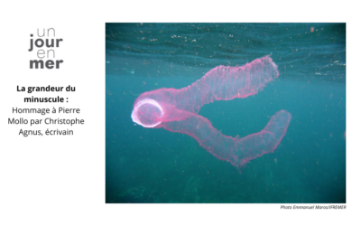 La grandeur du minuscule : hommage à Pierre Mollo par Christophe Agnus