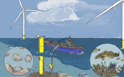 Des récifs d&rsquo;huîtres dans les parcs éoliens en mer