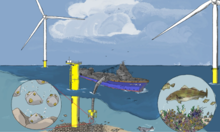 Des récifs d&rsquo;huîtres dans les parcs éoliens en mer