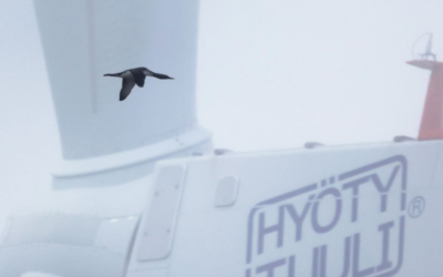 Première étude radar ornithologique finlandaise : les résultats de Tahkoluoto suggèrent que les oiseaux s&rsquo;adaptent
