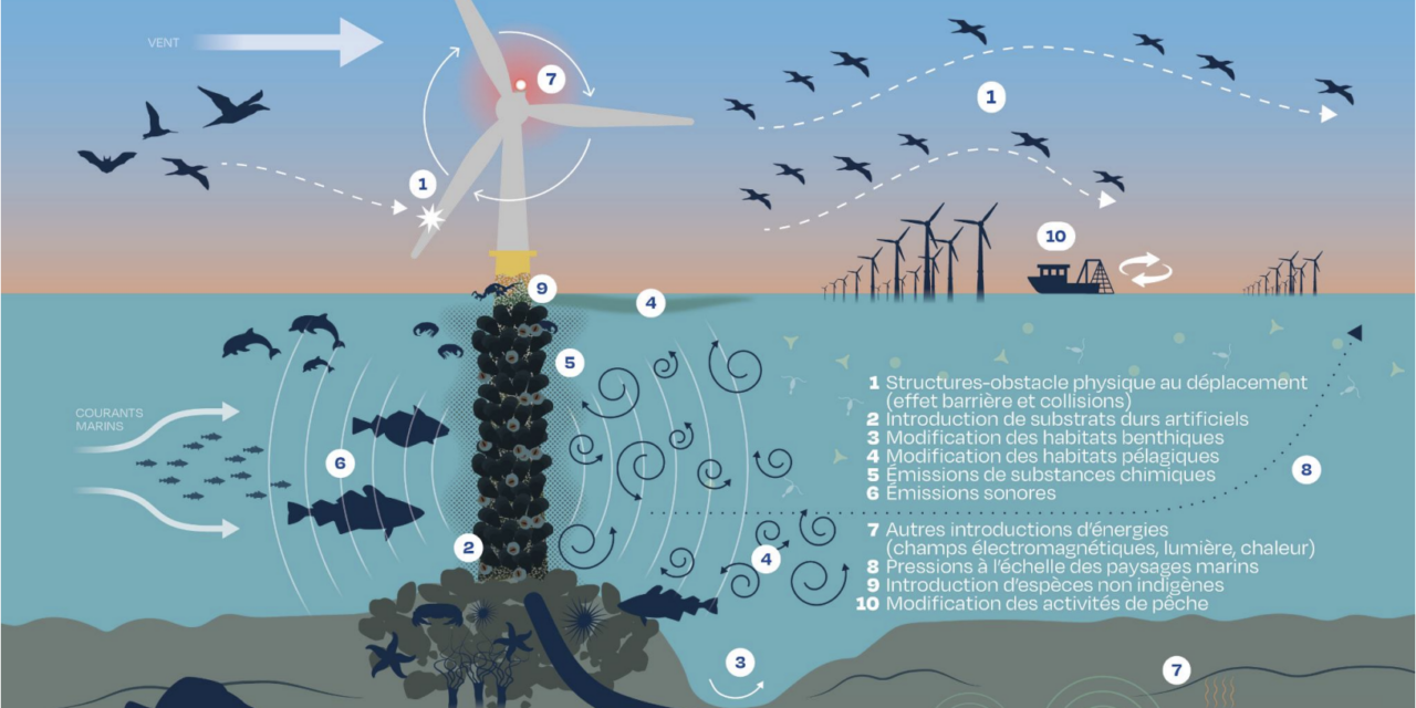 L&rsquo;Expertise collective du CNRS et de l&rsquo;Ifremer sur les effets des parcs éoliens en mer et les raccordements sur la biodiversité – 2