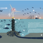 L&rsquo;Expertise collective du CNRS et de l&rsquo;Ifremer sur les effets des parcs éoliens en mer et les raccordements sur la biodiversité – 2