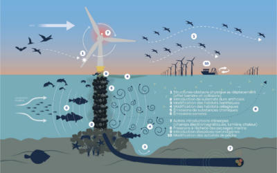 L&rsquo;Expertise collective du CNRS et de l&rsquo;Ifremer sur les effets des parcs éoliens en mer et les raccordements sur la biodiversité – 2