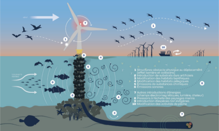 L&rsquo;Expertise collective du CNRS et de l&rsquo;Ifremer sur les effets des parcs éoliens en mer et les raccordements sur la biodiversité – 2