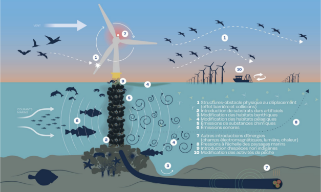 L&rsquo;Expertise collective du CNRS et de l&rsquo;Ifremer sur les effets des parcs éoliens en mer et les raccordements sur la biodiversité – 2