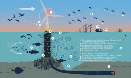 L&rsquo;Expertise collective du CNRS et de l&rsquo;Ifremer sur les effets des parcs éoliens en mer et les raccordements sur la biodiversité – 2
