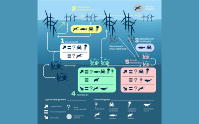 Eoliennes en mer & biodiversité : un état de l&rsquo;art le plus complet disponible sur le sujet réalisé par l&rsquo;Expertise scientifique collective (ESCo) CNRS – Ifremer. 1