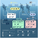 Eoliennes en mer & biodiversité : un état de l&rsquo;art le plus complet disponible sur le sujet réalisé par l&rsquo;Expertise scientifique collective (ESCo) CNRS Ifremer – 1