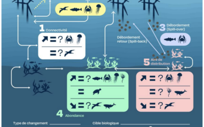 Eoliennes en mer & biodiversité : un état de l’art le plus complet disponible sur le sujet réalisé par l’Expertise scientifique collective (ESCo) CNRS Ifremer – 1