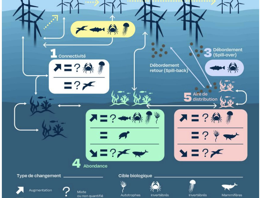 Eoliennes en mer & biodiversité : un état de l&rsquo;art le plus complet disponible sur le sujet réalisé par l&rsquo;Expertise scientifique collective (ESCo) CNRS Ifremer – 1