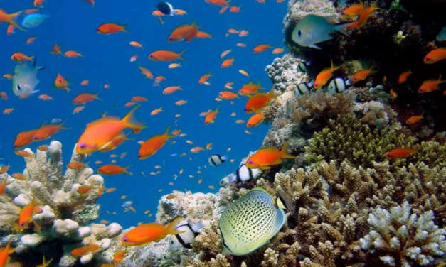 Mesures gouvernementales : Trois nouvelles aires de protection marine et un plan de lutte contre les déchets plastiques
