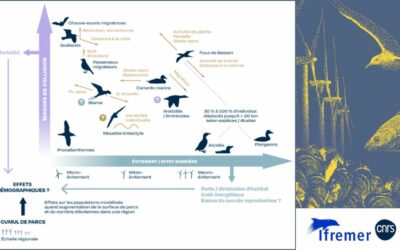 L’expertise scientifique CNRS – Ifremer « impose de revoir la planification de l’éolien en mer » selon la LPO