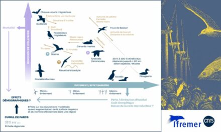 L&rsquo;expertise scientifique CNRS – Ifremer « impose de revoir la planification de l&rsquo;éolien en mer » selon la LPO