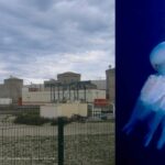 Les méduses empêchent d&rsquo;exploiter le circuit de refroidissement des réacteurs de Gravelines
