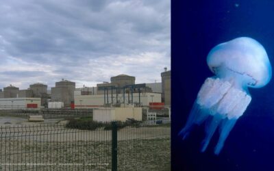 Les méduses empêchent d’exploiter le circuit de refroidissement des réacteurs de Gravelines