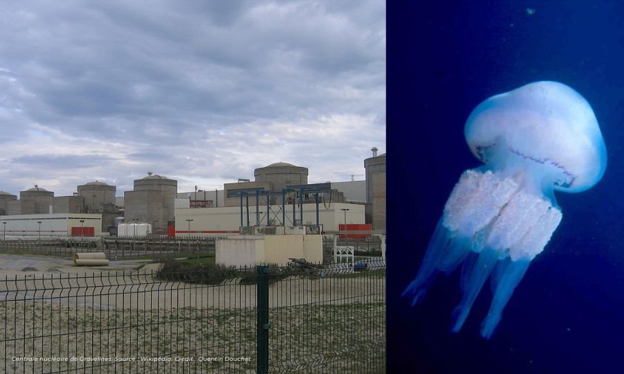 Les méduses empêchent d&rsquo;exploiter le circuit de refroidissement des réacteurs de Gravelines