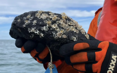 De jeunes huîtres déployées sur deux traversées de câbles sous-marins en mer du Nord