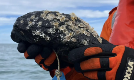 De jeunes huîtres déployées sur deux traversées de câbles sous-marins en mer du Nord