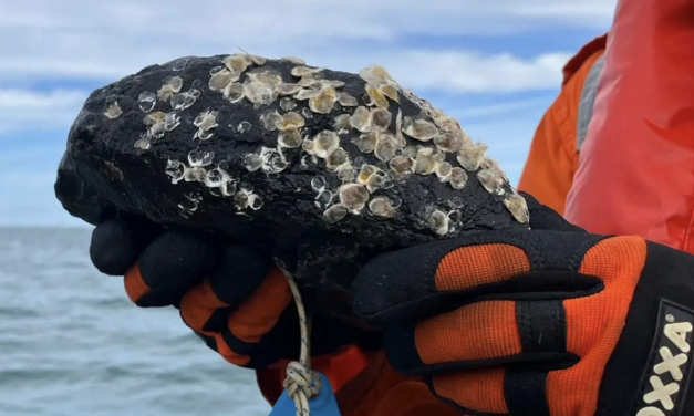 De jeunes huîtres déployées sur deux traversées de câbles sous-marins en mer du Nord