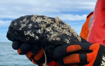De jeunes huîtres déployées sur deux traversées de câbles sous-marins en mer du Nord