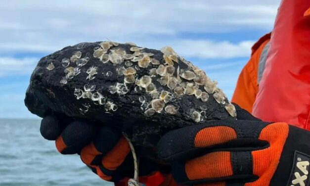 De jeunes huîtres déployées sur deux traversées de câbles sous-marins en mer du Nord