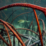 Fugro participe à un projet de recherche de l&rsquo;UE pour protéger les écosystèmes côtiers interconnectés « récifs coralliens, mangroves et herbiers marins »