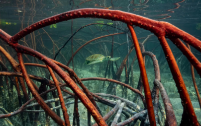 Fugro participe à un projet de recherche de l’UE pour protéger les écosystèmes côtiers interconnectés « récifs coralliens, mangroves et herbiers marins »