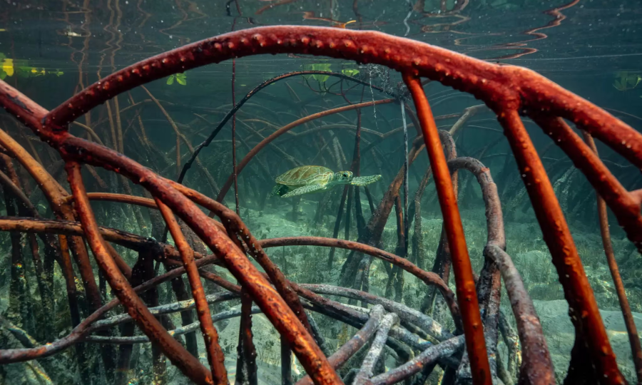 Fugro participe à un projet de recherche de l&rsquo;UE pour protéger les écosystèmes côtiers interconnectés « récifs coralliens, mangroves et herbiers marins »