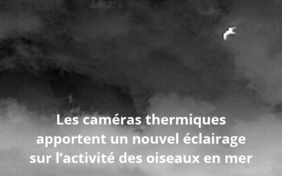 Vattenfall a testé sur le parc Hollandse Kust Zuid (HKZ) la technologie des caméras thermiques pour détecter les mouvements d&rsquo;oiseaux